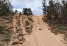 Protection for Back Beach dunes