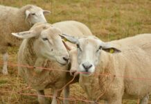 Support for local farmers