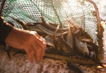 Scalefish changes welcome