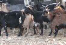 Grant to help protect native habitat, pasture