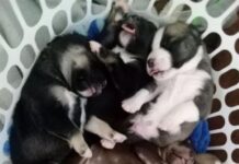 Seven abandoned puppies found in a basket in Port Pirie