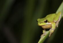 Citizen scientists wanted