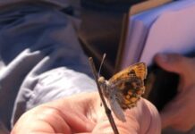 Be on lookout for endangered moth