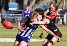 Cats and Dogs on top