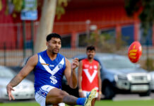 Cats continue to dominate