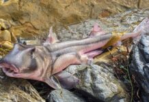 Algae crisis grips coast