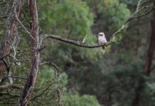 Boost for bush habitat