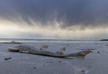 LGA algal bloom delegation to urge PM action