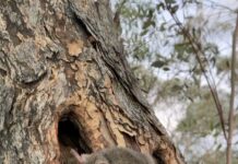 Marsupials reintroduced