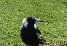 Swooping season is upon us