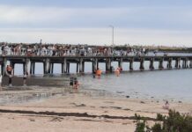 Duck race day on the bay
