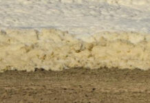 Bloom shows signs of dissipation