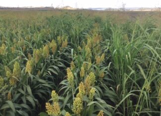 Grain production predicted to bounce back