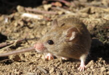 Mice making their move