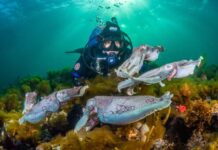 New laws shield cuttlefish
