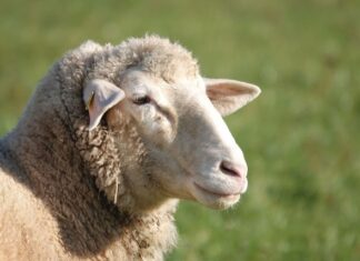 Nearly 15,000 offered at Jamestown Christmas Market