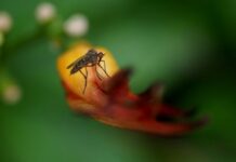 Mozzies really do suck!