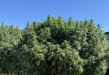 Man arrested on drugs, firearm charges