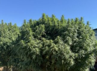 Man arrested on drugs, firearm charges