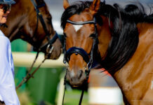 Dressage and showjumping series being held