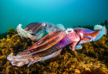 All eyes on cuttlefish return